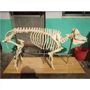 말의 골격 문제를 어떻게 진단할 수 있나요?