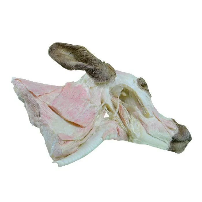Deep-Plastination-Anatomy-of-Cow-Head-and-Neck-2